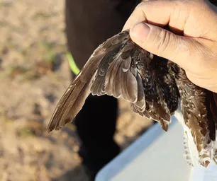 wood sanpiper molt.JPG