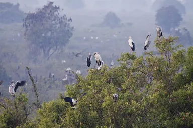 Openbill