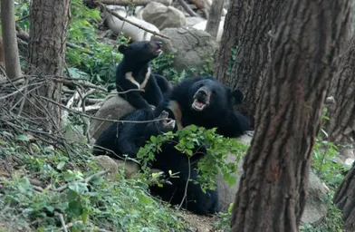 Asiatic Black Bear in Jirisan National Park.JPG