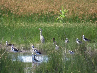 Aves en el humedal 2 - Santa Catalina.jpg