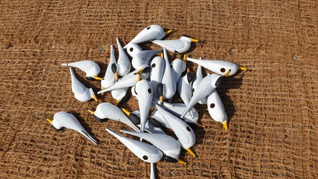 5.social attraction_decoys (1).jpg