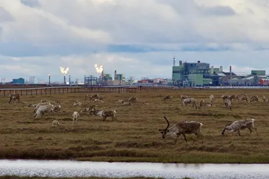 Caribou