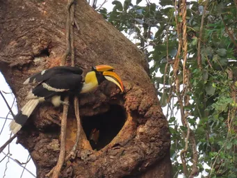 Great hornbill-landscape species.JPG