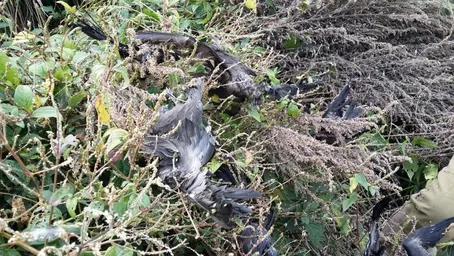 Death of seabirds due to Achyranthes japonica.JPG