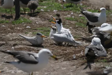 8.CCT chick and decoy.JPG