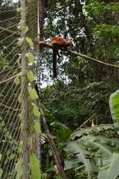 Relache varis_Photo Bioparc (5).JPG