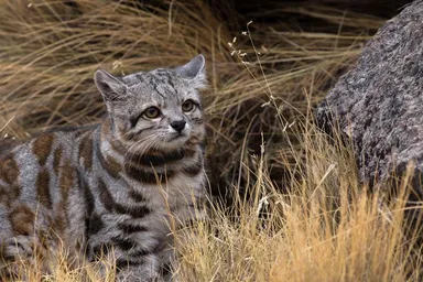 Andean cat
