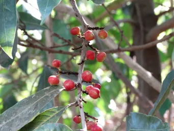 Nothopegia racemosa (4).JPG