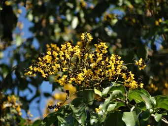 Pterocarpus marsupium (1).JPG