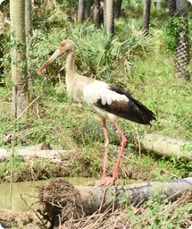 Image by wcsparaguay@wcs.org