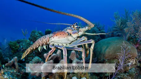 prome-langosta-brasilerat-1024x576.jpg