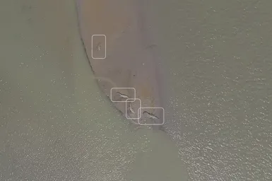 Gharials Detected by a Uav  Credit  Wct Tf W Copy