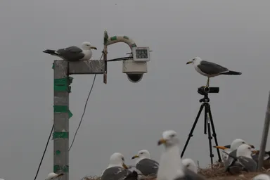 6.cameras for a monitor.JPG
