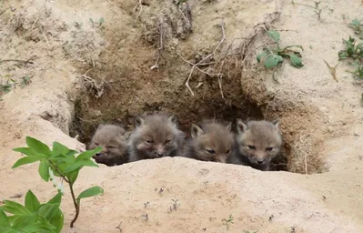 Korean red foxes born in a restoration facility of KNPS.JPG