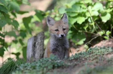 Korean red fox.JPG