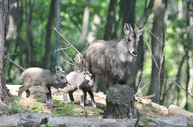 long-tailed goral.JPG