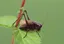 Managing the habitat of the Endangered Adriatic Marbled Bush-cricket