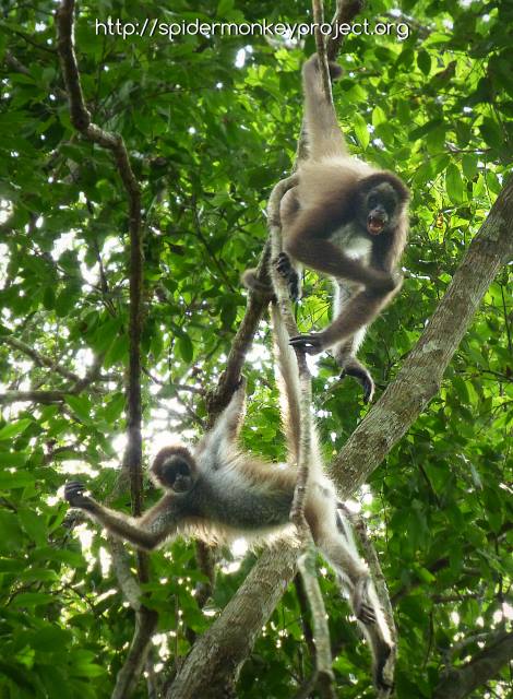 Spider Monkey Conservation project: protection of the brown spider ...