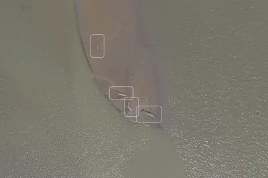 Gharials Detected by a Uav Credit Wct Tf W Copy