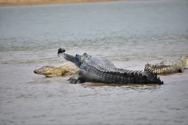 A Gharial With Fishing Net Wrapped Around Its Snout Tarun Nair Wct
